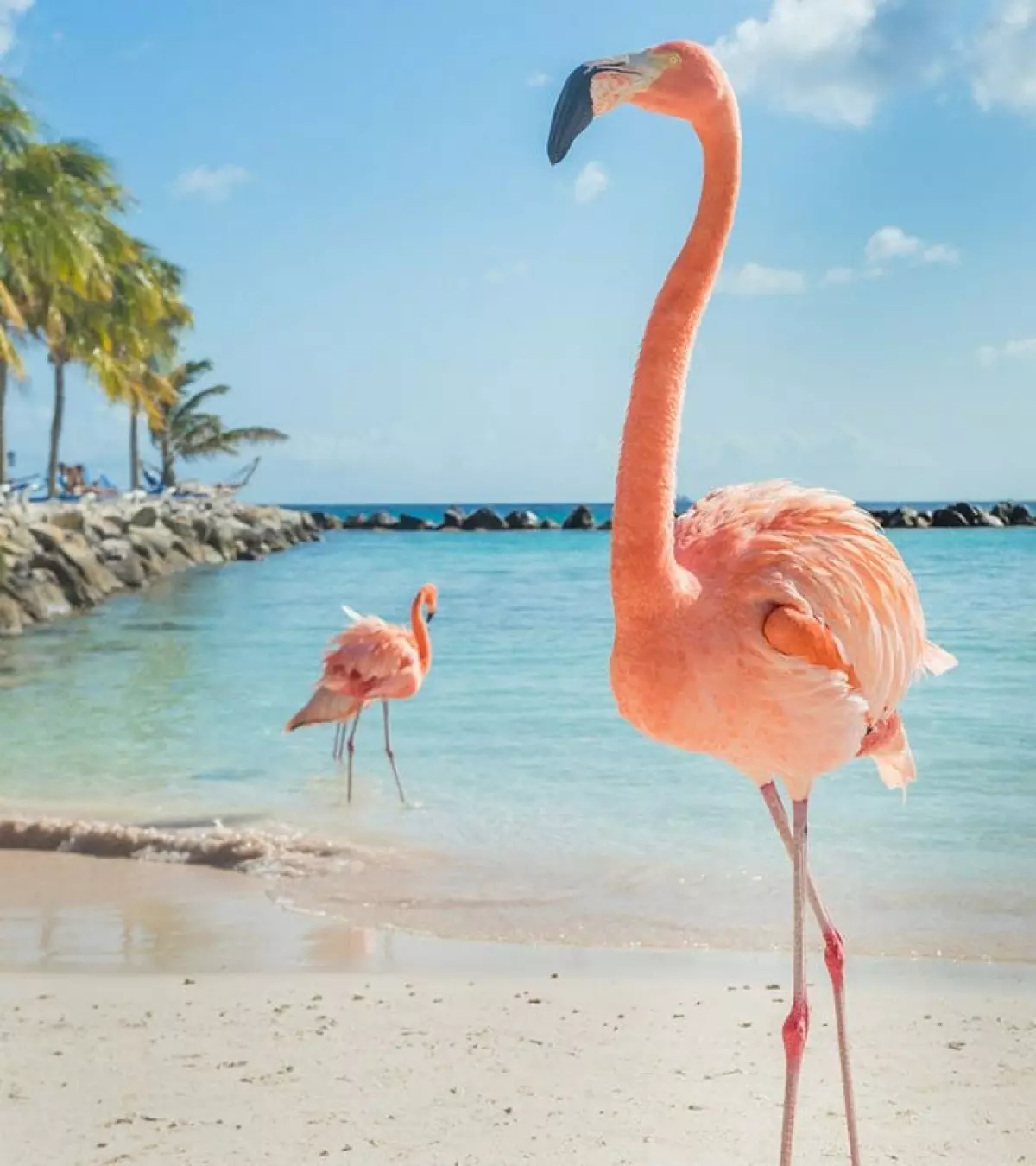 flamingos on beach in aruba