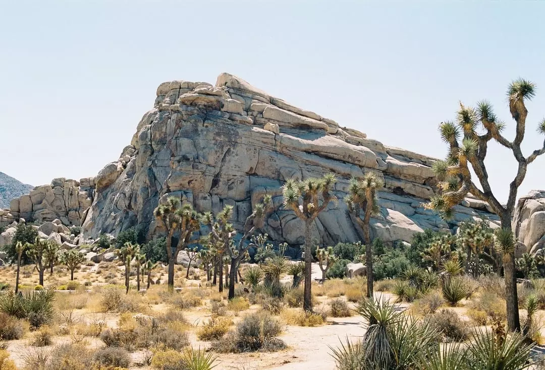Large boulder next to a Joshua Tree in Joshua Tree National Park