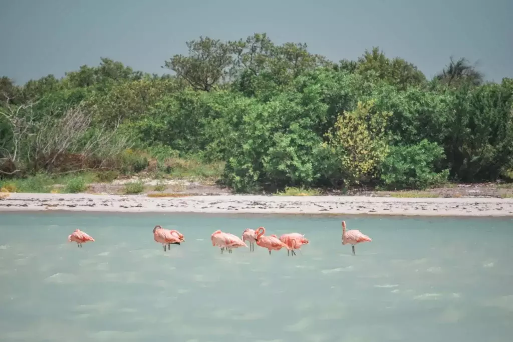 one word instagram captions about travel flamingos on beach mexico