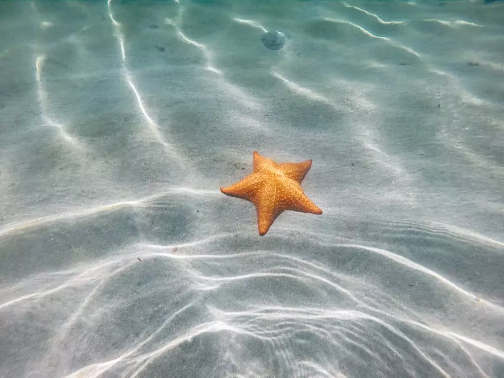 Yellow starfish underwater white sand clear water