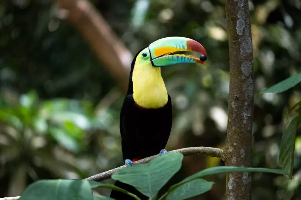 tucan bird in rainforest in Colombia one word travel captions